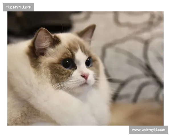 环境因素对网球比赛影响：风速与场地类型研究